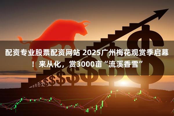 配资专业股票配资网站 2025广州梅花观赏季启幕！来从化，赏3000亩“流溪香雪”